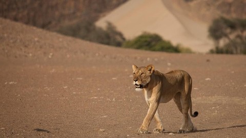 Znikający królowie: pustynne lwy Namibii () - Film