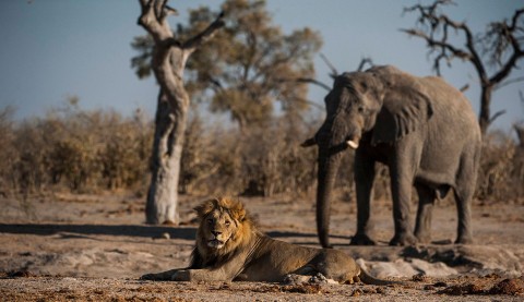 Słoń - król Kalahari () - Film