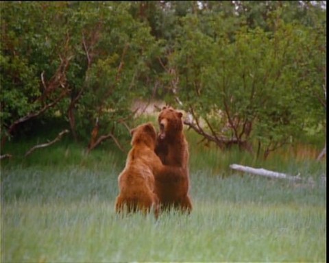 Alaska - duch dzikiej przyrody (1998) - Film