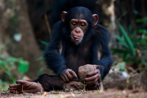 Inteligentne małpy znad Zatoki Tajlandzkiej (2020) - Film