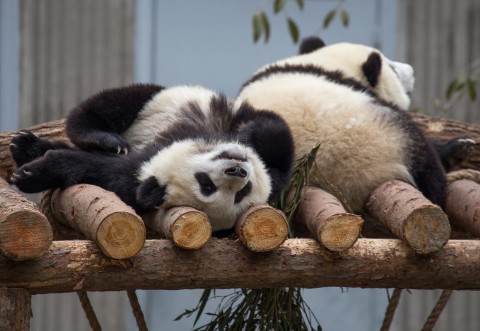 Chińskie pandy