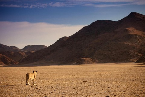 Królowie pustyni: lwy z Namibii (2015) - Film