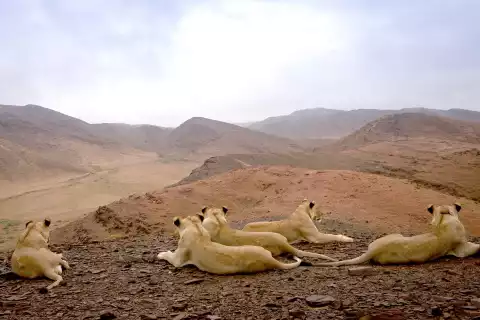 Królowie pustyni: lwy z Namibii (2017) - Film