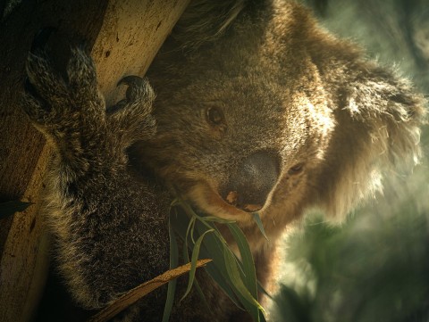 Bear: na ratunek koalom (2020) - Film