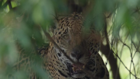 Ostoja jaguara