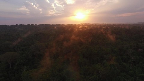 Amazońskie małpy