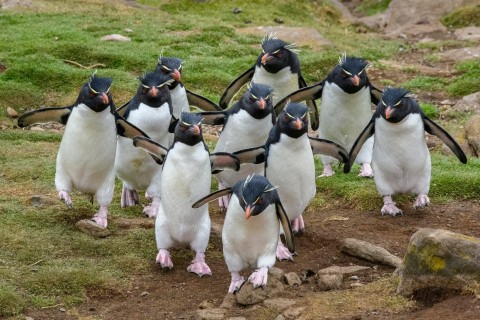 Albatrosy i pingwiny na Falklandach (2019) - Film