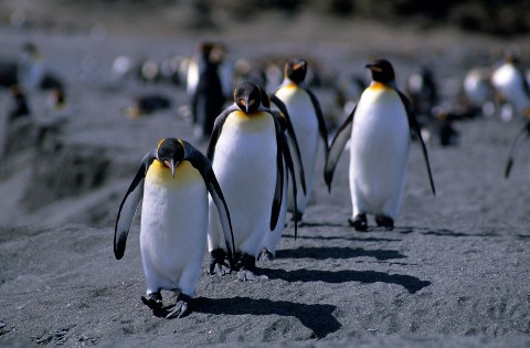 Pingwiny. Opowieść o ptakach, które pragnęły zostać rybami (2007) - Film