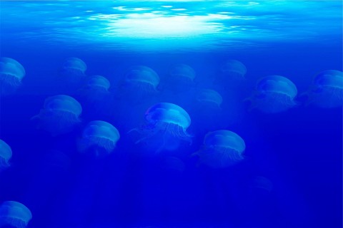 Inwazja meduz