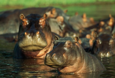 Hipopotam doskonały