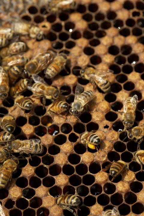 Atak zabójczych pszczół
