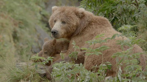 Wielki niedźwiedź z Alaski (2022) - Film