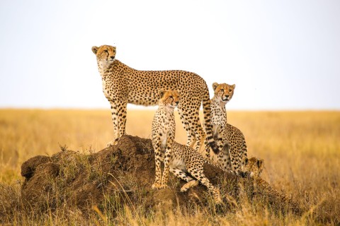 Gepard na polowaniu