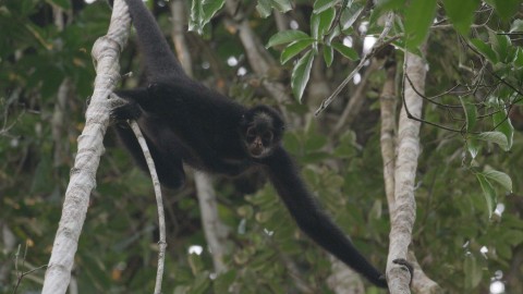 Amazońskie małpy