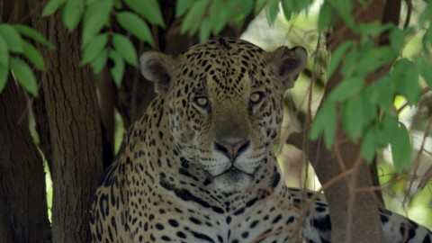 Pantanal