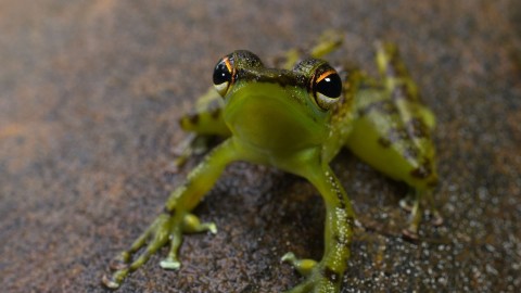 Tajemnicze żaby z Borneo (2016) - Film