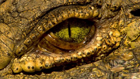 Sekretne życie krokodyli - Serial