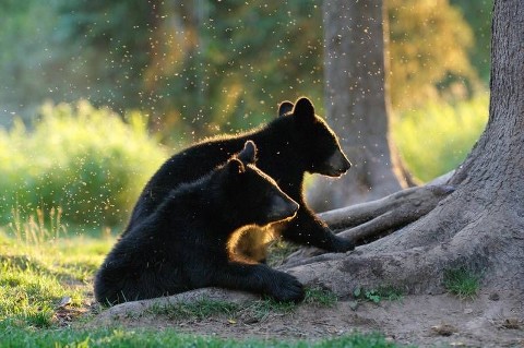 Obcy wśród niedźwiedzi - Serial