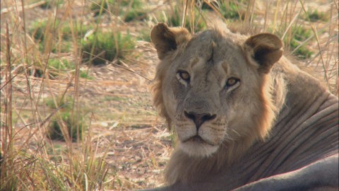 Cecil: historia legendy (2020) - Film