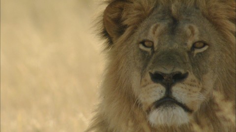 Cecil: historia legendy (2020) - Film