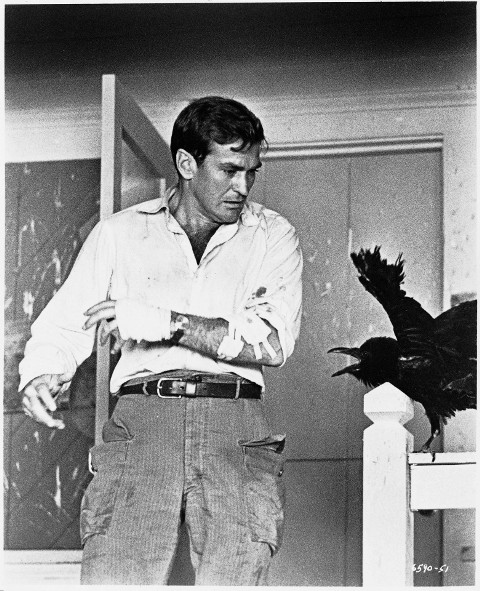 Ptaki (1963) - Film