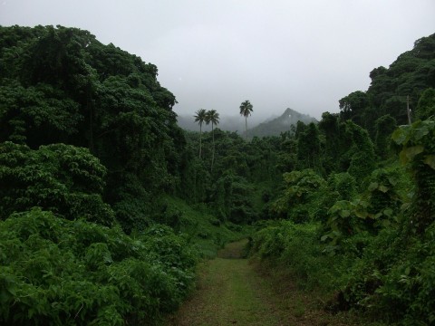 Tropikalny raj