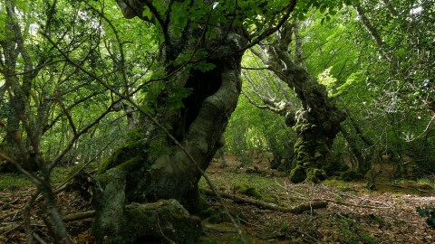 Las olbrzymów