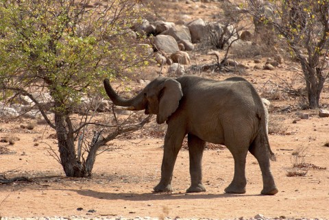 Arcytrudna misja: Namibia (2017) - Film