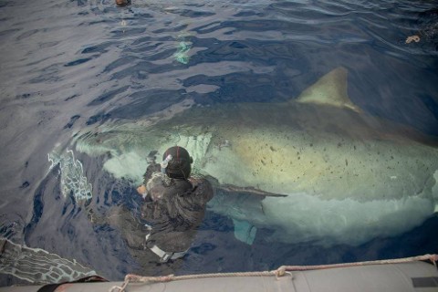 Największy rekin biały: hawajska wyprawa (2019) - Film