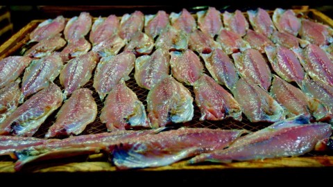 Upojeni fetorem
