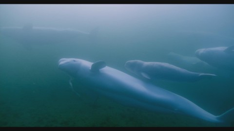 Tajemniczy krewny delfina (2017) - Film
