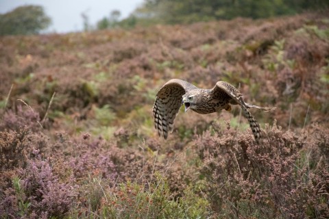 Park Narodowy New Forest - Program