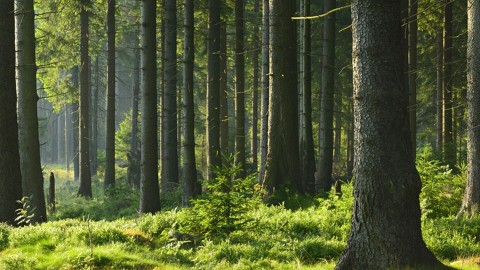 Wpływ zmian klimatu na las (2020) - Film