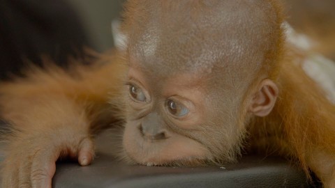 Ostatni raj orangutanów - Program