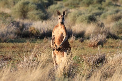 Pustynia czerwonego kangura