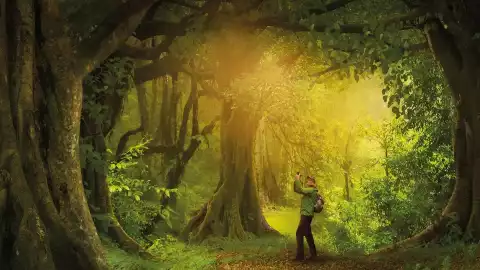 Sekretne życie drzew (2020) - Film