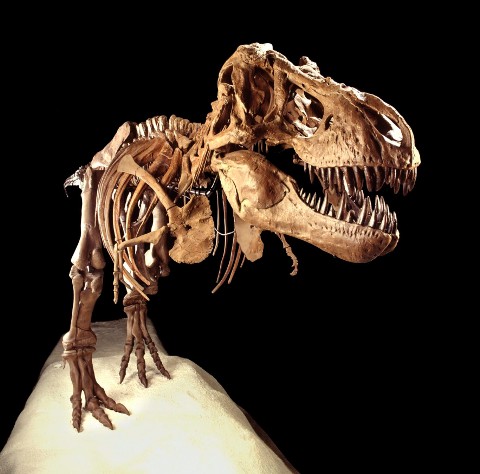Tyranozaur z głębin