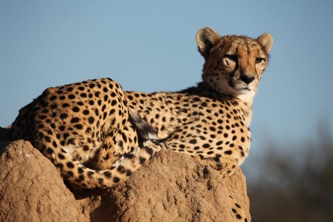 Namibia - nowa nadzieja dla gepardów