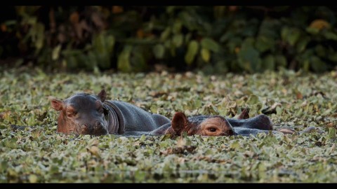 Wyspa hipopotamów - Program