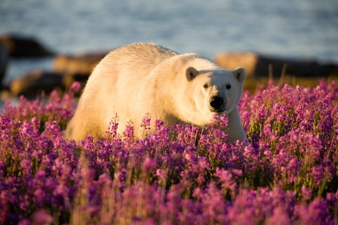Lato niedźwiedzia polarnego - Serial