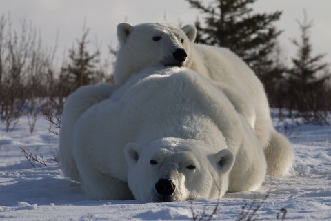 Lato niedźwiedzi polarnych (2015) - Film