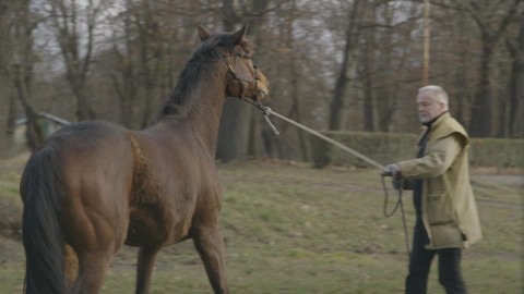 Tłumacz koni (2014) - Film