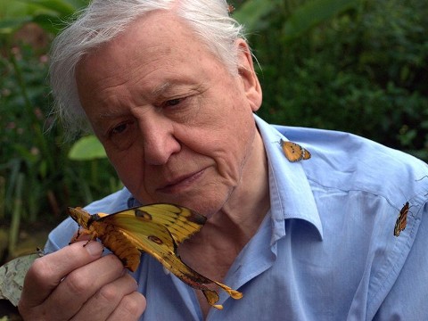 Niepowtarzalny Sir David Attenborough