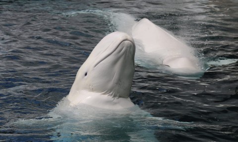 Wieloryby - wielka podróź ku wolności - Program