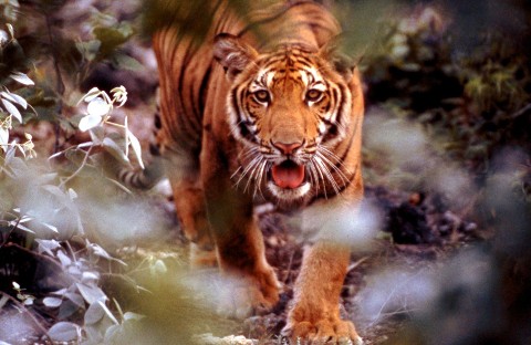 Atak tygrysów () - Film