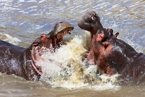 Hipopotamy i nosorożce