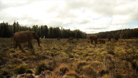 Prehistoryczny słoń (2012) - Film