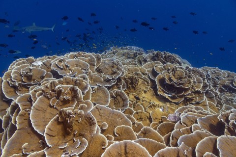 Niesamowite rafy koralowe - Program