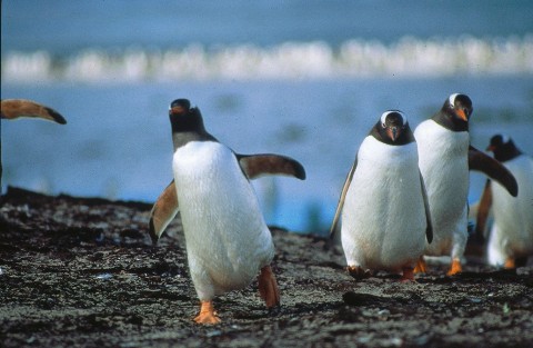 Szpieg wśród pingwinów - Serial