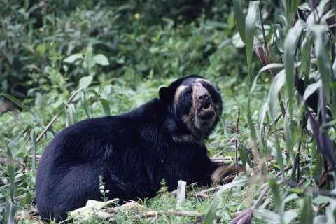 Świat przyrody: niedźwiedzie andyjskie (2008) - Film